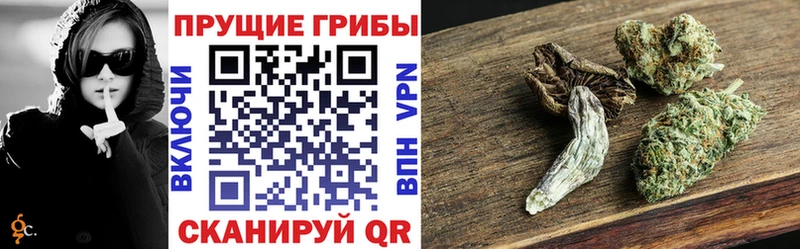 что такое   Дно  Галлюциногенные грибы Cubensis 
